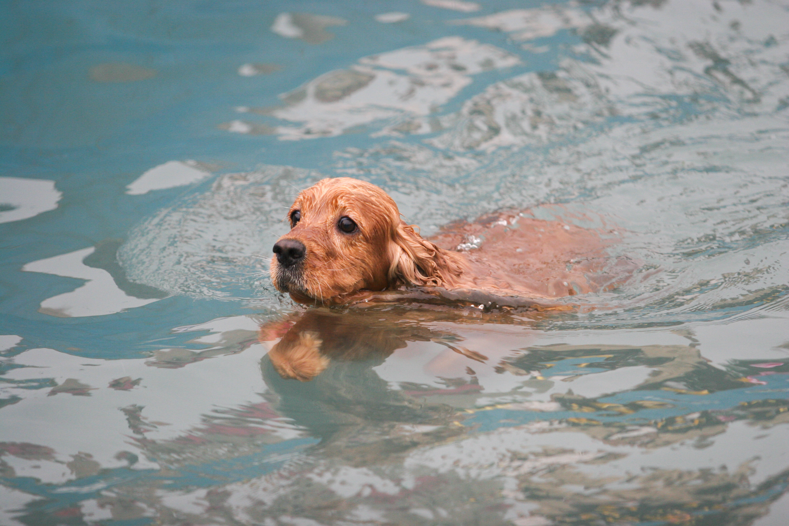 Benefits of Dog Hydrotherapy