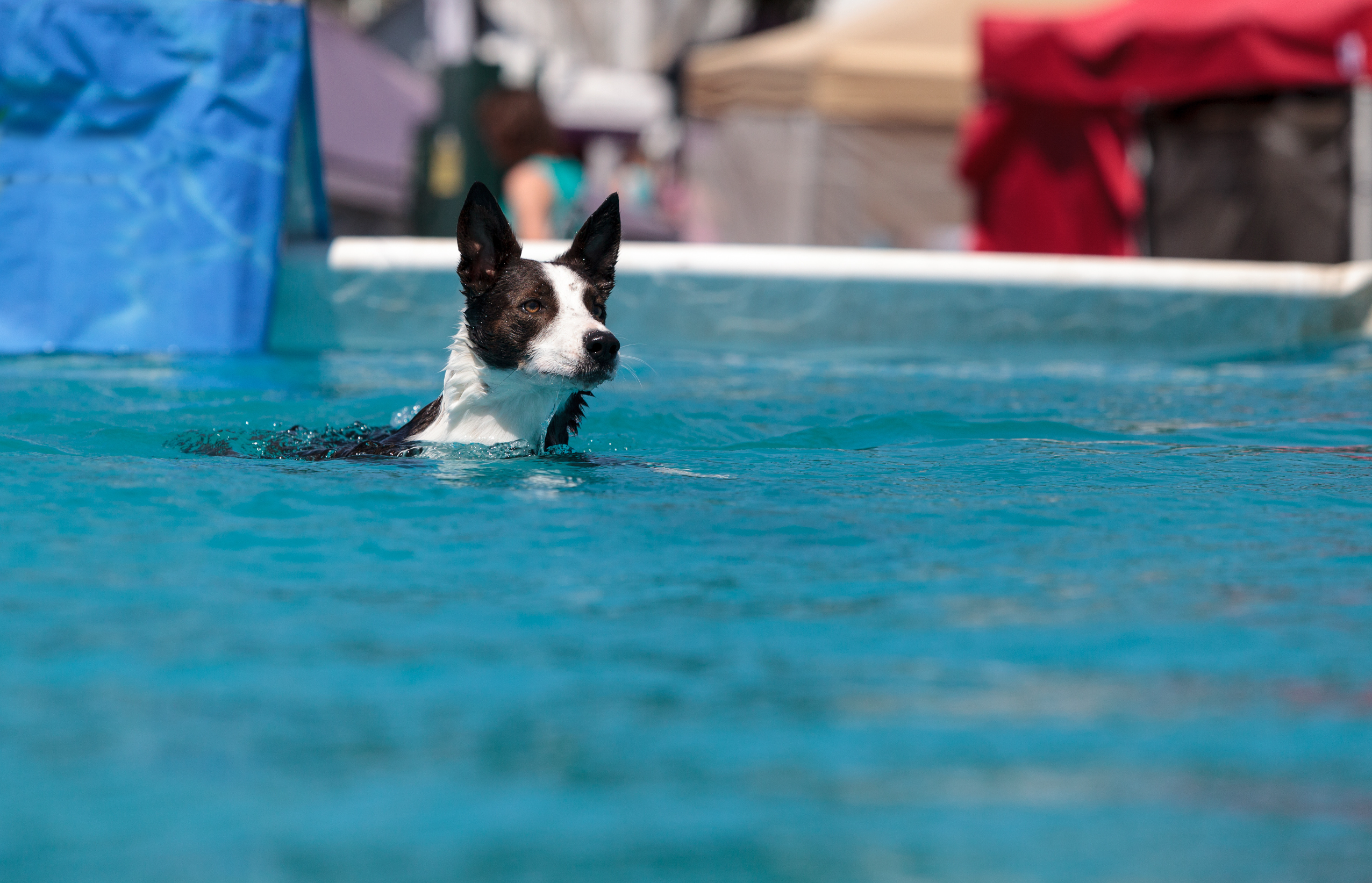 Differences Between Dog Hydrotherapy and Dog Physiotherapy